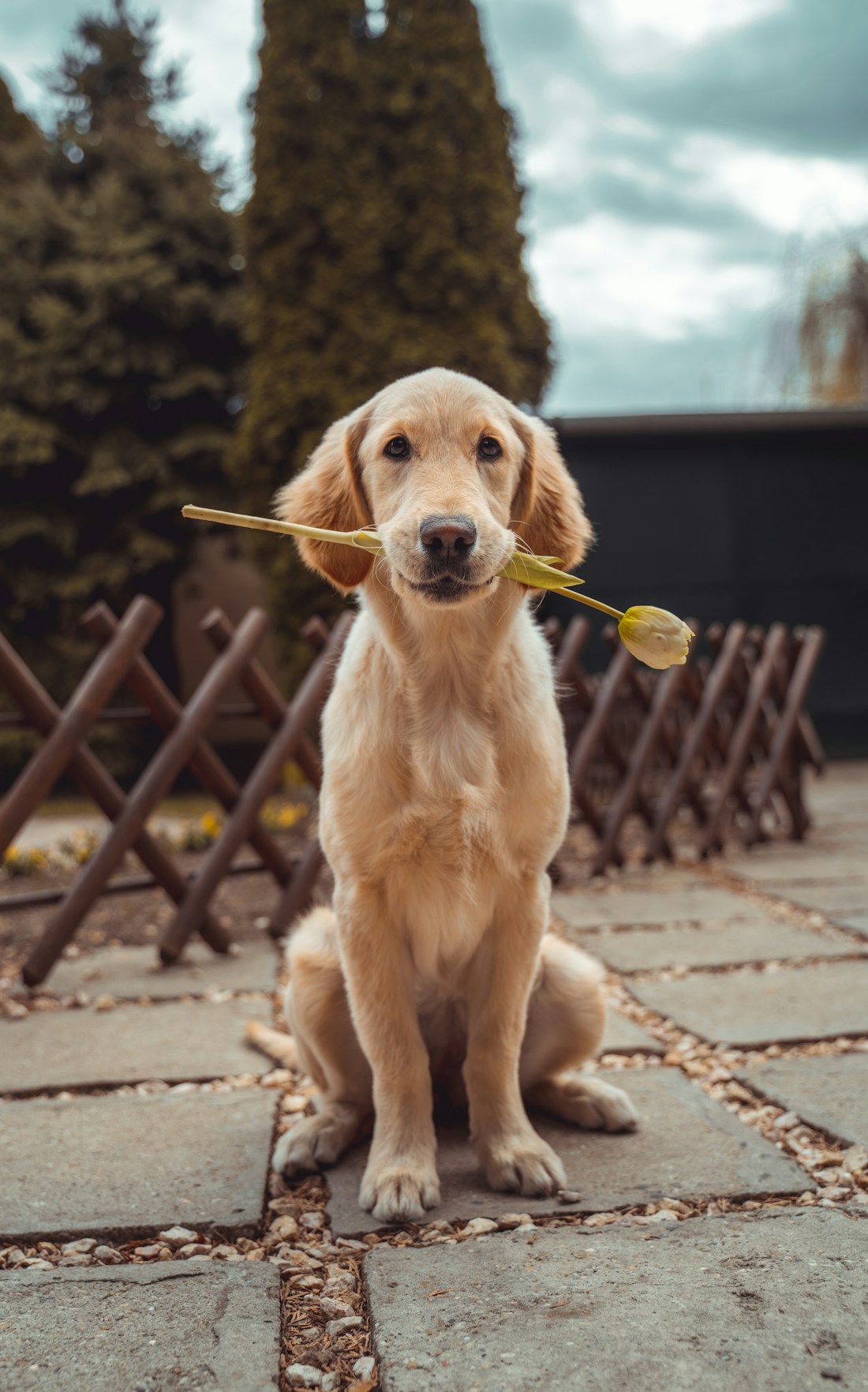 Golden retriever dans un jardin